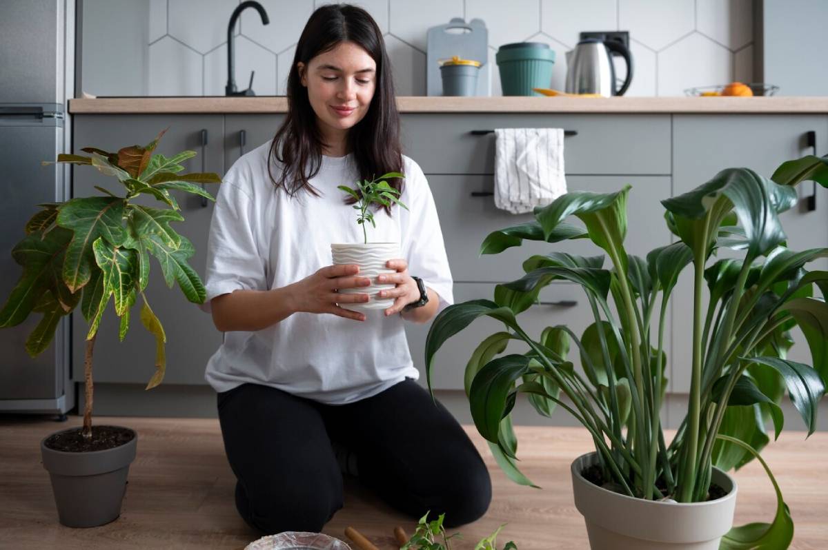 A person kneels on a wooden floor , holding a small green plant in a white pot, surrounded by two potted plants.